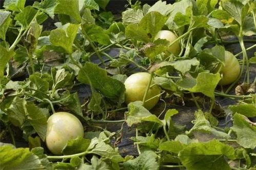 关于网红湾湾吃瓜记录