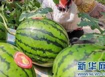 潮州网红吃瓜事件最新消息,最新进展揭秘，真相大白引热议