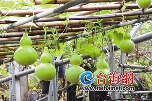 网红吃的整个葫芦瓜