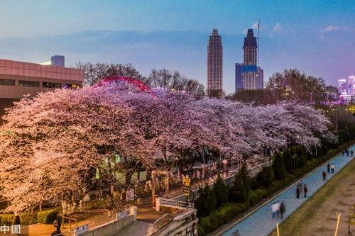 张掖抖音网红吃瓜,揭秘美食背后的故事